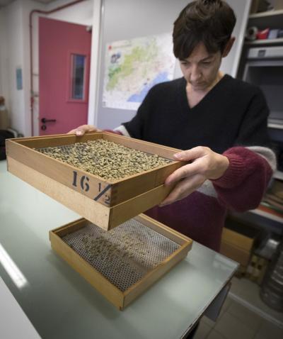 Delphine Mieulet, chercheuse au Cirad et coordinatrice de la dégustation en décembre dernier, trie les graines torréfiées © C. Cornu, Cirad